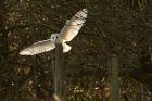 barnOwl_270213b.jpg