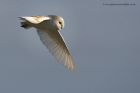 barnOwl_270213i.jpg