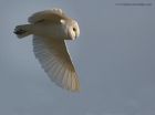 barnOwl_270213k.jpg