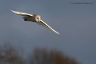 barnOwl_270213l.jpg