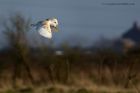 barnOwl_270213n.jpg