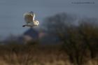 barnOwl_270213o.jpg