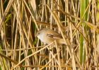 beardedTit_061007b.jpg