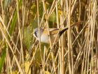 beardedTit_061007e.jpg