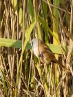 beardedTit_061007g.jpg