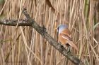 beardedTit_191012a.jpg