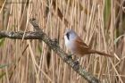 beardedTit_191012c.jpg