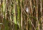 beardedTit_240910e.jpg