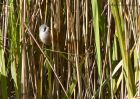 beardedTit_240910g.jpg