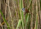 beardedTit_240910i.jpg