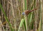 Filename=beardedTit_240910j.jpg
Filesize=243KB
Dimensions=900x643
Date added=Sep 26, 2010 beardedTit_240910j.jpg