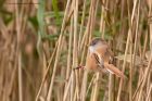 beardedTit_280912c.jpg