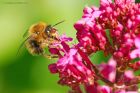 bee4ID_gdn_250520b.jpg