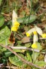 Filename=beeFly_040515b.jpg
Filesize=248KB
Dimensions=667x1000
Date added=Aug 30, 2015 beeFly_040515b.jpg