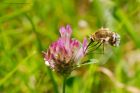 beeFly_260615a.jpg