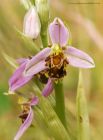 beeOrchid_100616a.jpg