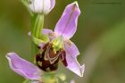 beeOrchid_240611a.jpg