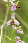 beeOrchid_240611c.jpg