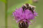 Filename=bee_080912l.jpg
Filesize=196KB
Dimensions=1000x667
Date added=Oct 10, 2012 bee_080912l.jpg