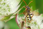 Filename=bee_gdn_090619bb.jpg
Filesize=563KB
Dimensions=1250x833
Date added=Mar 26, 2021 bee_gdn_090619bb.jpg