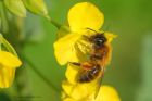 bee_gdn_100420b.jpg