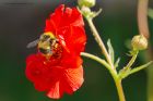 bee_gdn_280519e.jpg