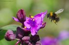 Filename=bee_gdn_290523a.jpg
Filesize=801KB
Dimensions=1300x866
Date added=Aug 28, 2024 bee_gdn_290523a.jpg