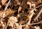 beefly_170410a.jpg