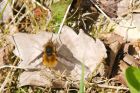 Filename=beefly_nicky_090419a.jpg
Filesize=545KB
Dimensions=1250x833
Date added=Mar 04, 2021 beefly_nicky_090419a.jpg