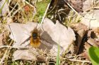 beefly_nicky_090419a.jpg