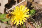 beefly_nicky_090419c.jpg