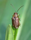 beetle_0409a.jpg