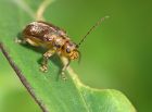 beetle_0409d.jpg