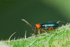 beetle_110615a.jpg