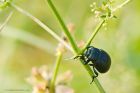 beetle_240619aa.jpg