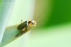 beetle_HB_060618a.jpg