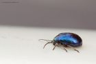 beetle_gdn_010621a.jpg