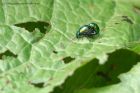 beetles_030511b.jpg