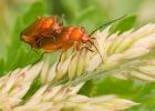 beetles_040708a.jpg