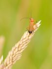 beetles_040708b.jpg