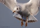 Filename=bhGull_030212c.jpg
Filesize=263KB
Dimensions=1000x704
Date added=Feb 05, 2012 bhGull_030212c.jpg