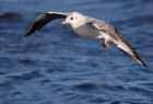 Filename=bhGull_050112c.jpg
Filesize=232KB
Dimensions=1000x684
Date added=Jan 07, 2012 bhGull_050112c.jpg