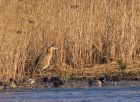 bittern_0702g.jpg