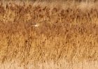 bittern_170109b.jpg