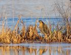 bittern_181207c.jpg