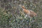 bittern_290212a.jpg