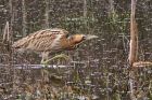 bittern_290212b.jpg