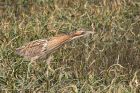 bittern_290212h.jpg