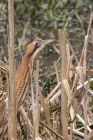 bittern_290212i.jpg