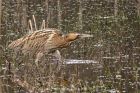 bittern_290212j.jpg